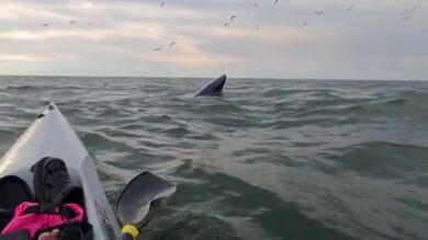 Un kayakista se encuentra con una enorme ballena chapoteando en el mar en Tailandia