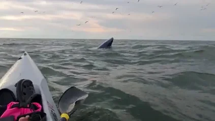 Un kayakista se encuentra con una enorme ballena chapoteando en el mar Un kayakista se encuentra con una enorme ballena chapoteando en el mar