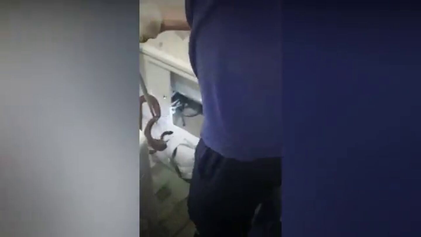 Enorme pit&oacute;n se desliza fuera del vater de un ba&ntilde;o en Rusia