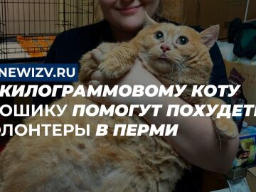 Miniatura del v&iacute;deo de Youtube del canal Новые Известия sobre le gato de 17 kilos