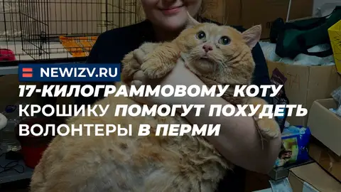 Kroshik: El gato de 17 kilos que sobrevivió al "amor" de sus dueños gracias a que le rescató un refugio Miniatura del vídeo de Youtube del canal Новые Известия sobre le gato de 17 kilos