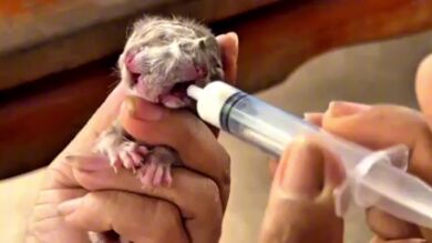 Tailandeses supersticiosos adoran a un raro gatito nacido con dos caras