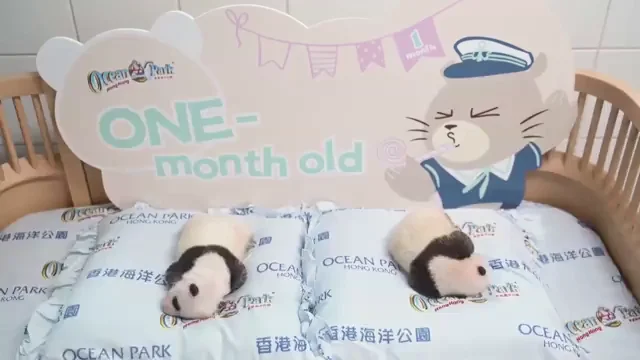 Nacen dos osos panda gigantes gemelos en Hong Kong