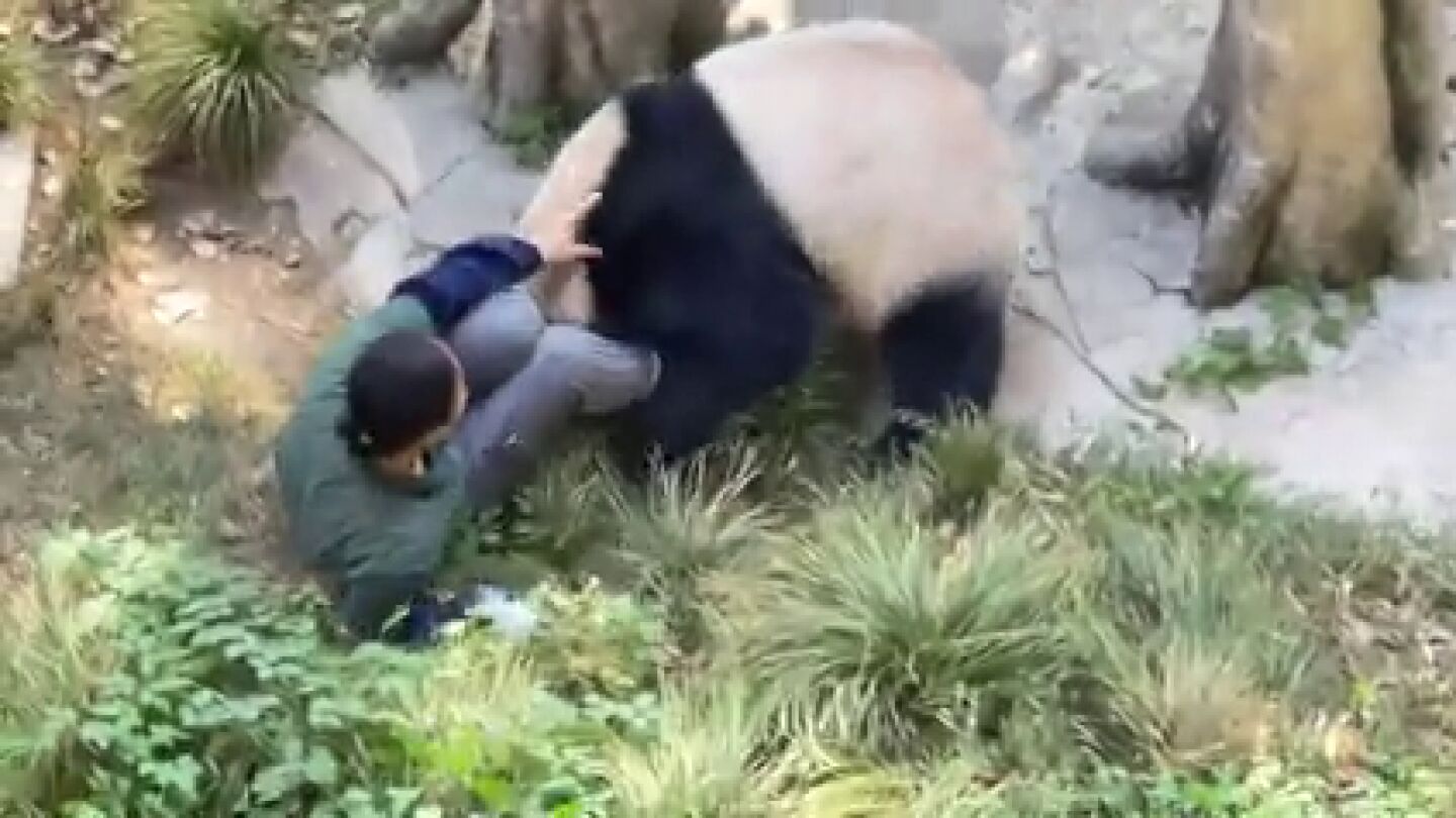 Un oso panda enloquecido ataca a su cuidadora