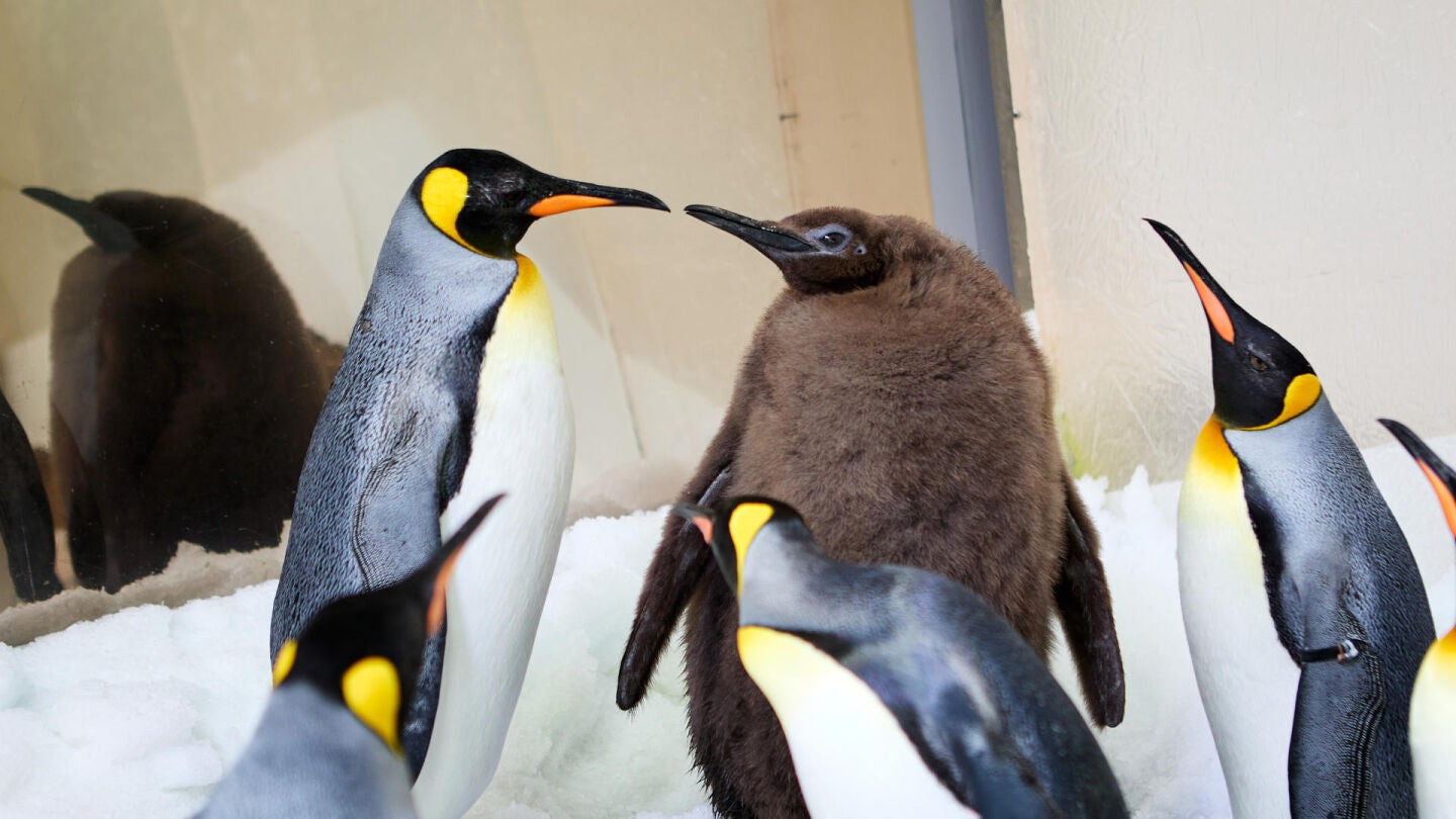 Pesto, el gigante ping&uuml;ino glot&oacute;n que asombra a los australianos