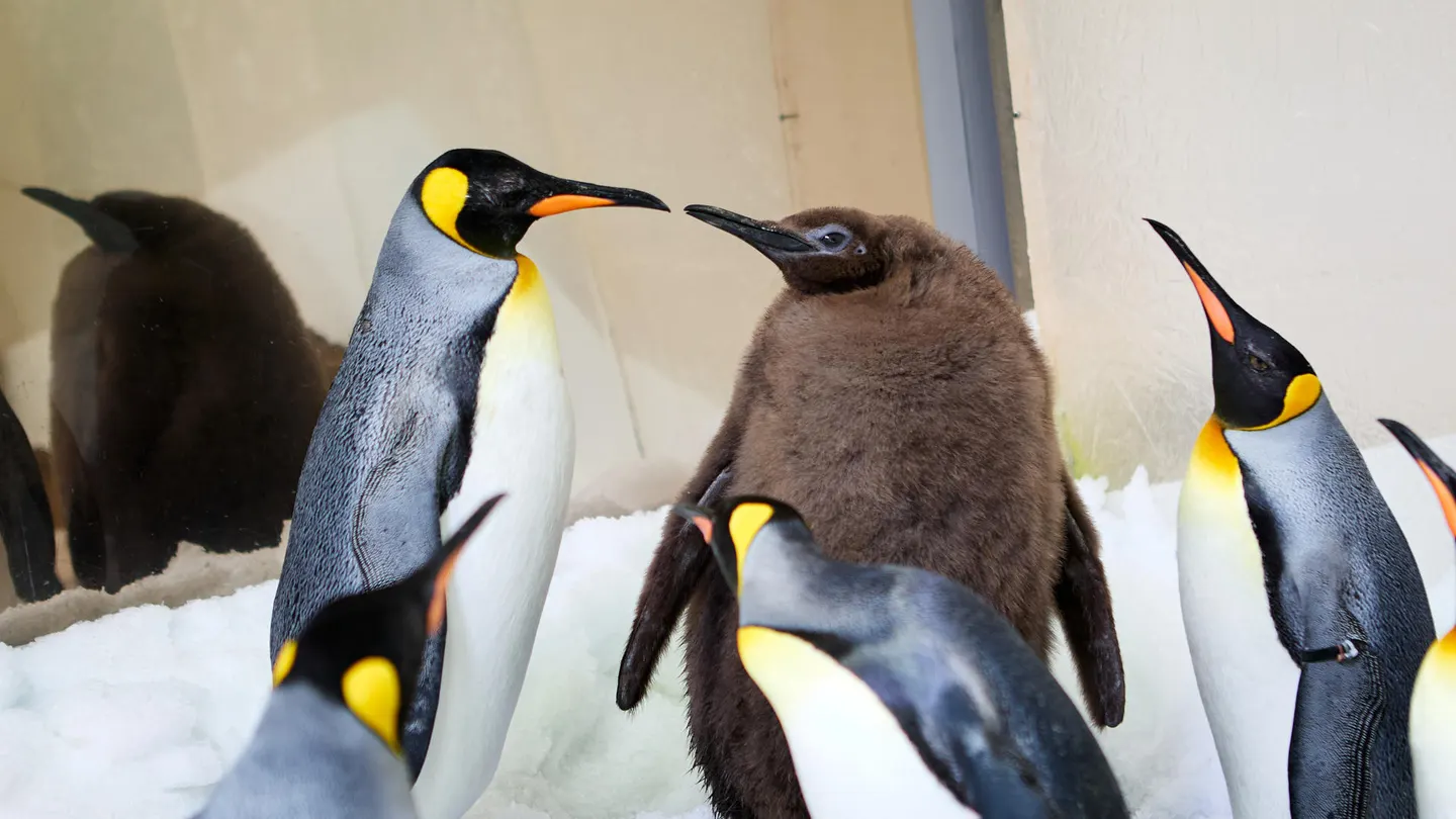 Pesto, el gigante pingüino glotón que asombra a los australianos Pesto, el gigante pingüino glotón que asombra a los australianos