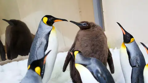 Pesto, el gigante pingüino glotón que asombra a los australianos Pesto, el gigante pingüino glotón que asombra a los australianos