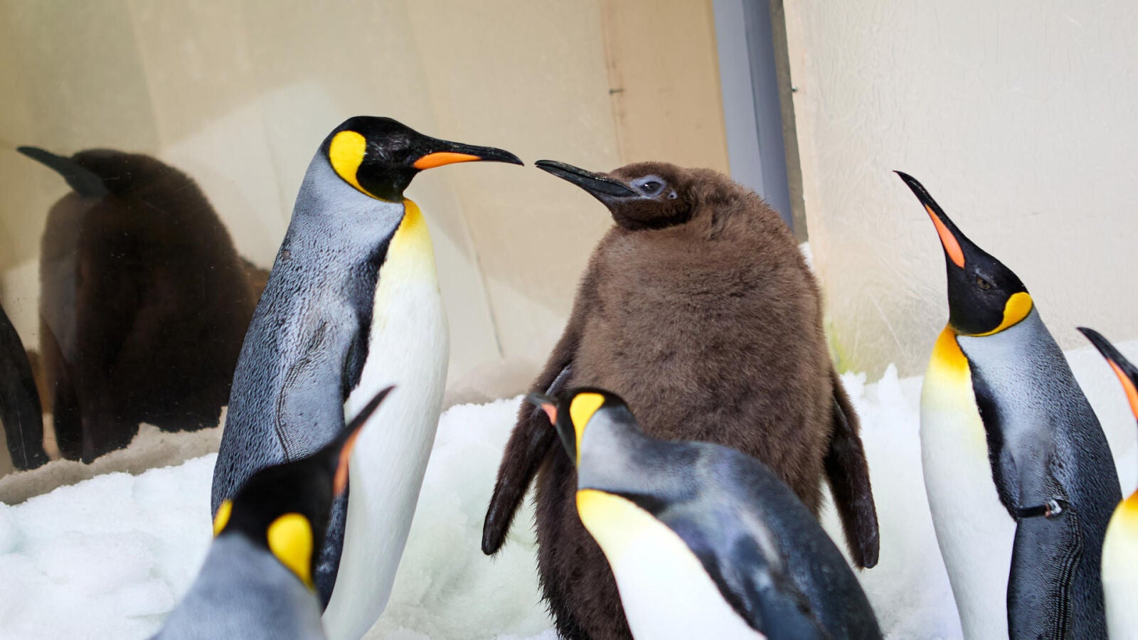 Pesto, el gigante pingüino glotón que asombra a los australianos