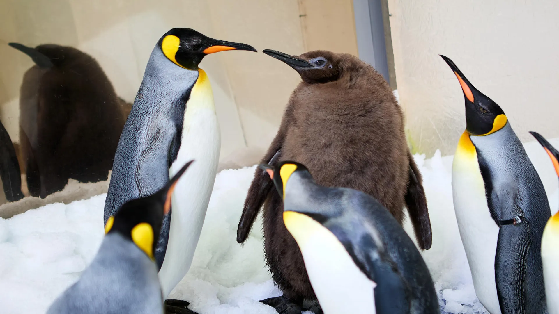 Pesto, el gigante ping&uuml;ino glot&oacute;n que asombra a los australianos