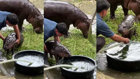 El hipopótamo Moo Deng El hipopótamo Moo Deng