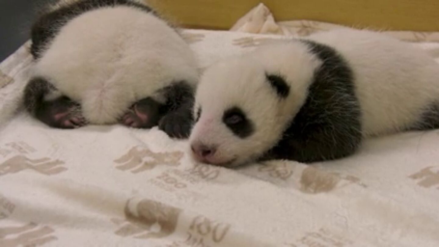 Los osos panda recien nacidos del Zoo de Berl&iacute;n abren los ojos por primera vez