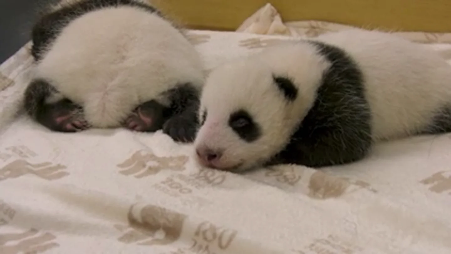 Los osos panda recien nacidos del Zoo de Berlín abren los ojos por primera vez Los osos panda recien nacidos del Zoo de Berlín abren los ojos por primera vez