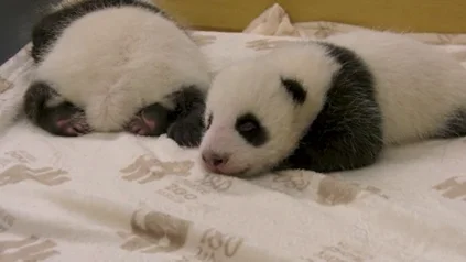Los osos panda recien nacidos del Zoo de Berlín abren los ojos por primera vez Los osos panda recien nacidos del Zoo de Berlín abren los ojos por primera vez