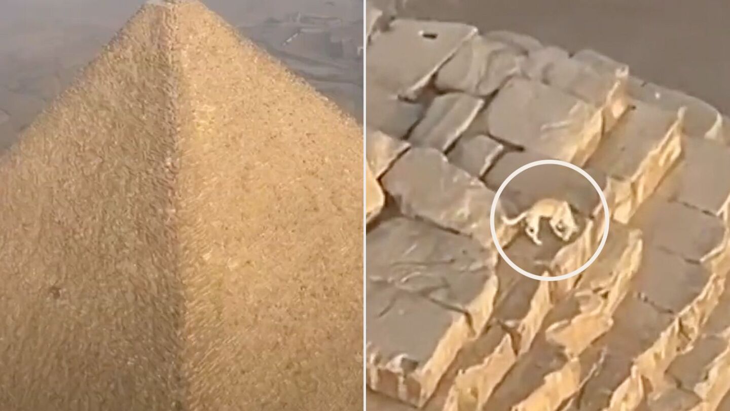 Perro en la Gran Pir&aacute;mide de Giza