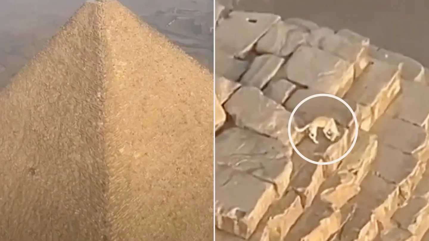 Perro en la Gran Pirámide de Giza Perro en la Gran Pirámide de Giza