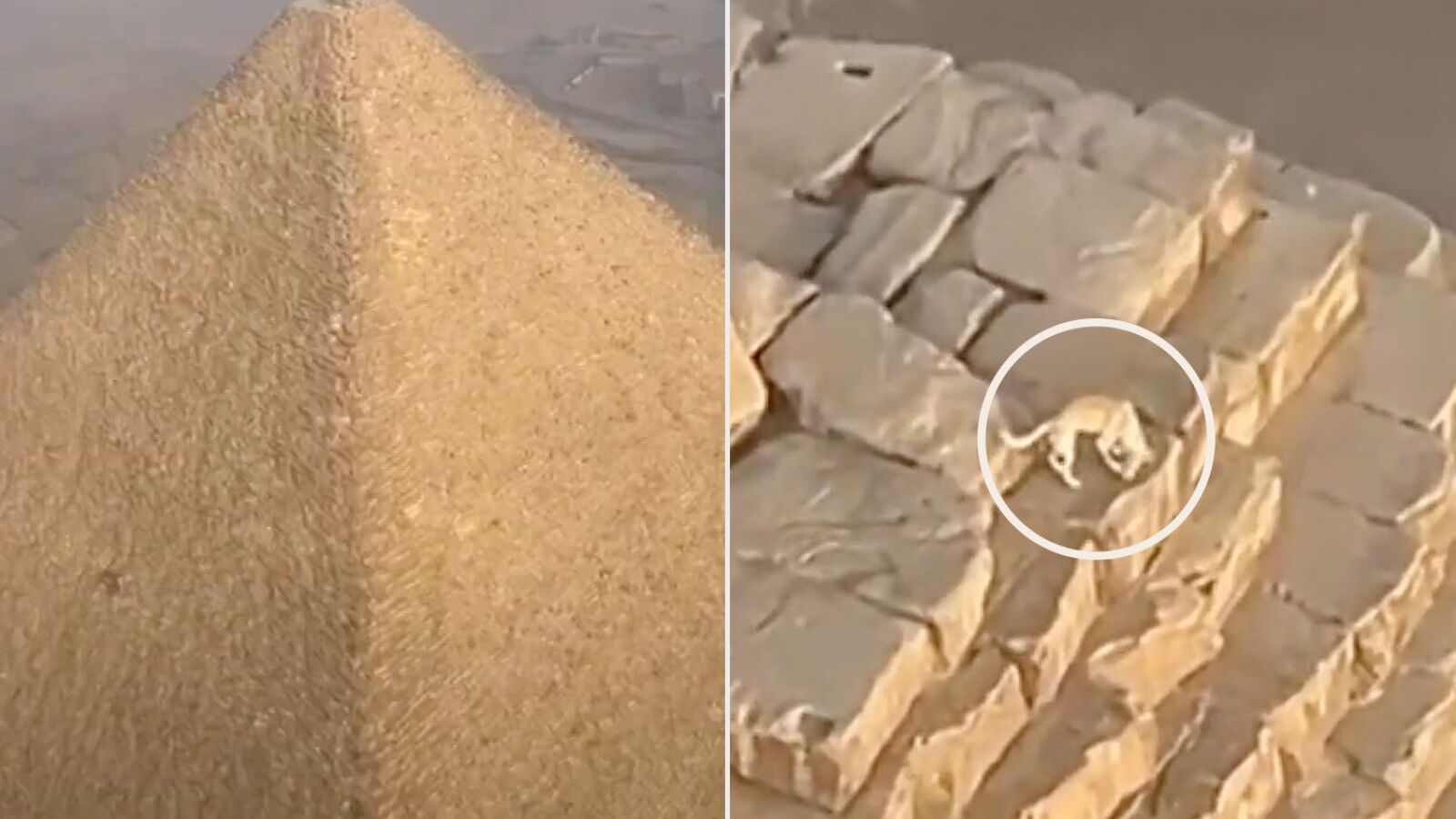 Un parapentista descubre a un perro en lo alto de la la Gran Piramide de Giza