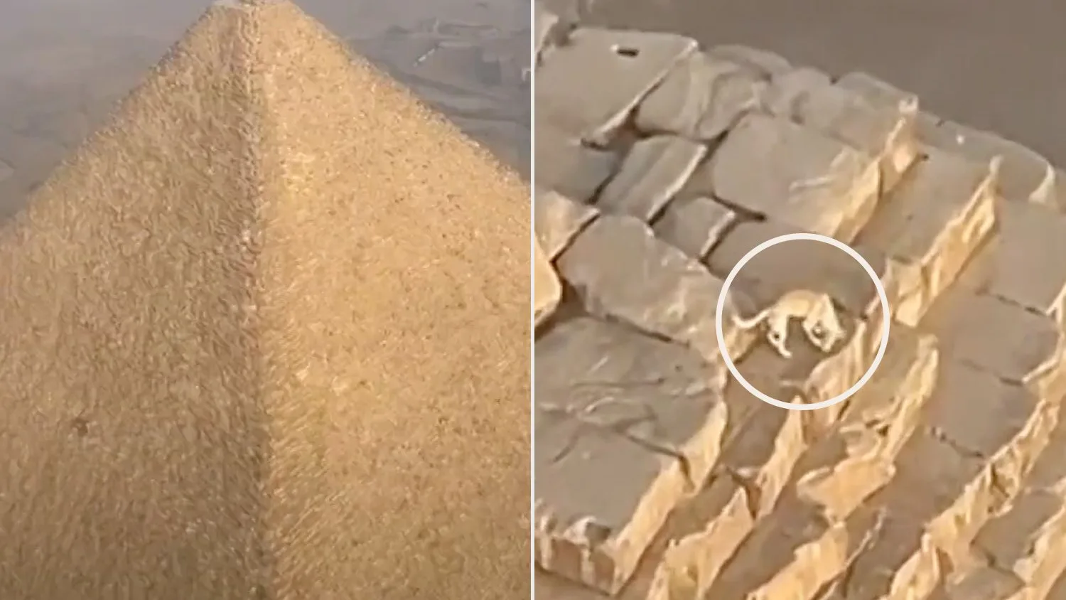 Perro en la Gran Pir&aacute;mide de Giza