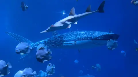 Usan un tiburón robot en un zoo de China Usan un tiburón robot en un zoo de China