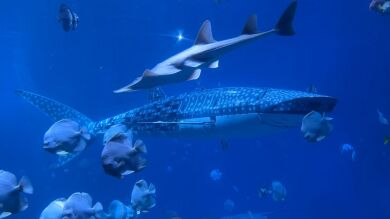 Utiliza un tiburón robot falso en un acuario de China que deja a los visitantes cabreados por el engaño