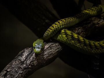 Serpiente.