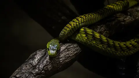 Serpiente. Serpiente.