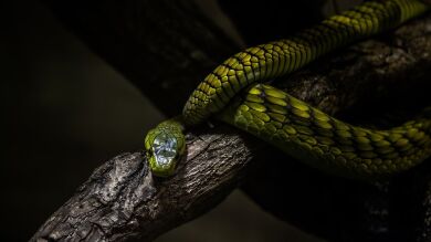 Cuál es tu animal espiritual según tu signo del zodiaco