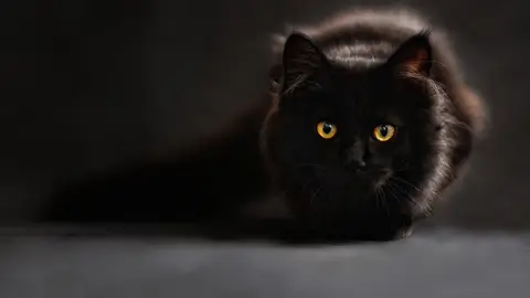 Gato. Gato.
