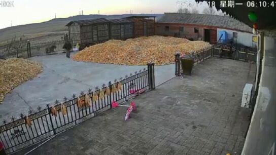 Un tigre siberiano salvaje se estrella contra la puerta de una granja en el norte de China