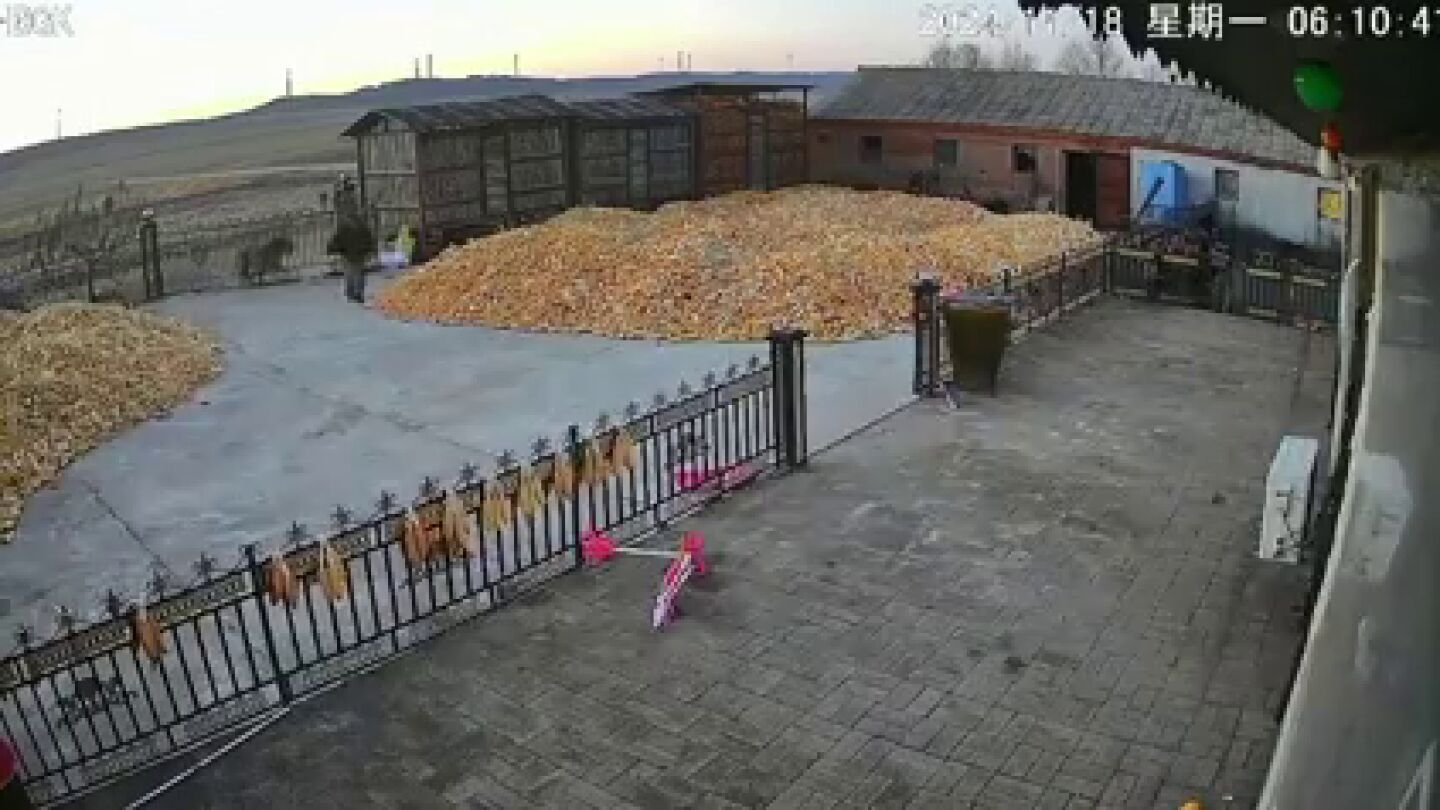Un tigre siberiano salvaje se estrella contra la puerta de una granja en el norte de China