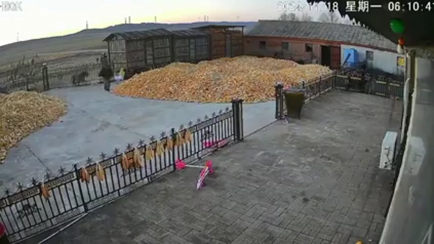 Un tigre siberiano salvaje se estrella contra la puerta de una granja en el norte de China Un tigre siberiano salvaje se estrella contra la puerta de una granja en el norte de China