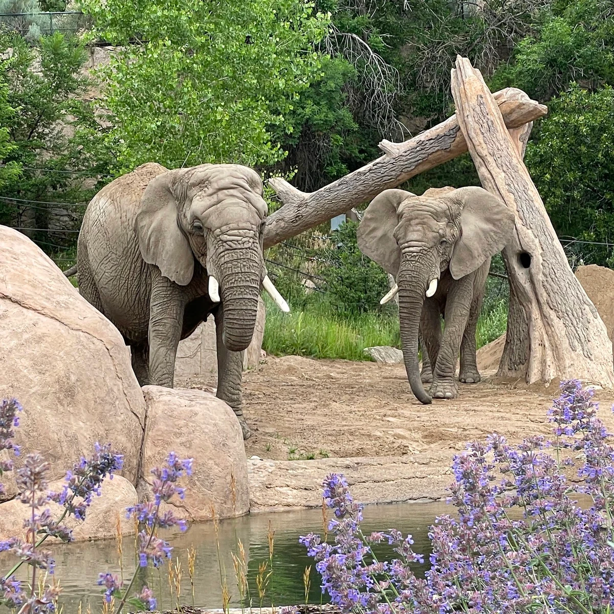 Un tribunal de Colorado niega que los cinco elefantes de un zoológico local sean personas