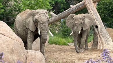 Un tribunal de Colorado niega que los cinco elefantes de un zoológico local sean personas