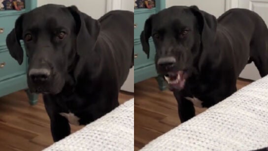 Un perro que no ladra en casa genera un debate viral en redes