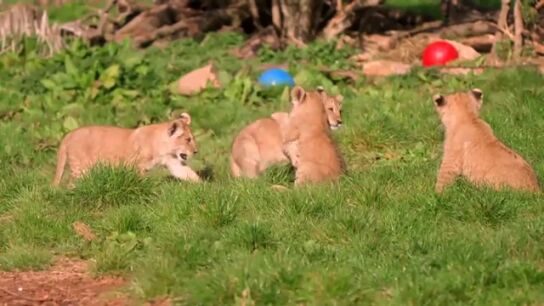 Unos raros cachorros de le&oacute;n del norte de &Aacute;frica juegan bajo el sol primaveral en un zoo brit&aacute;nico