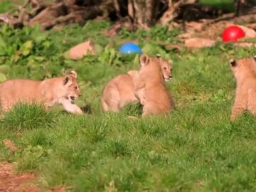 Unos raros cachorros de le&oacute;n del norte de &Aacute;frica juegan bajo el sol primaveral en un zoo brit&aacute;nico