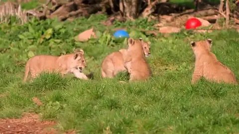 Unos raros cachorros de león del norte de África juegan bajo el sol primaveral en un zoo británico Unos raros cachorros de león del norte de África juegan bajo el sol primaveral en un zoo británico