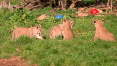 Unos raros cachorros de león del norte de África juegan bajo el sol primaveral en un zoo británico