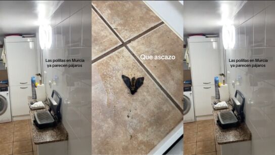 Se cuela una polilla en una casa y los comentarios se salen de control