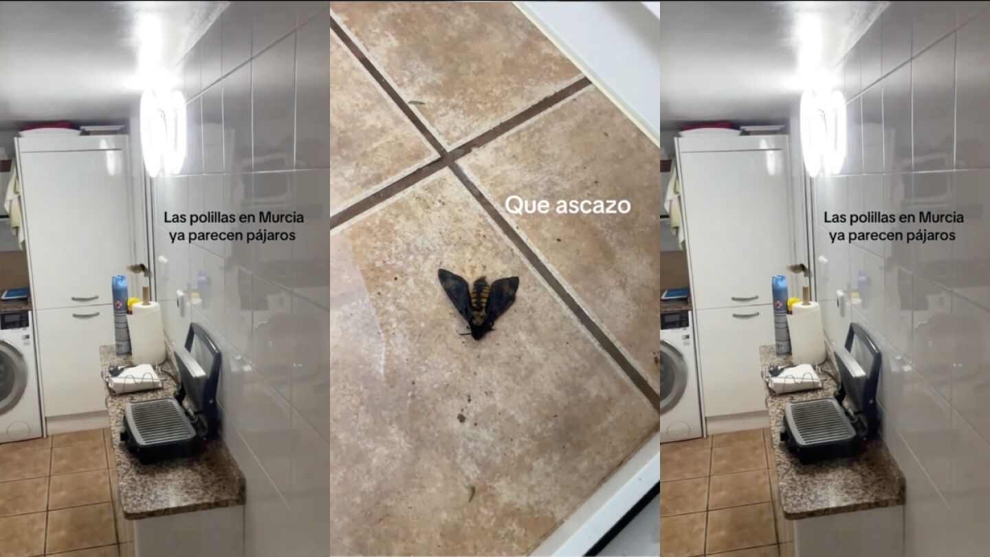 Se cuela una polilla en una casa y los comentarios se salen de control