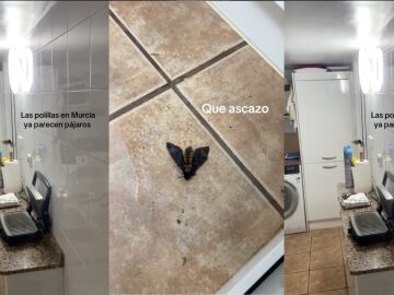 Se cuela una polilla en una casa y los comentarios se salen de control
