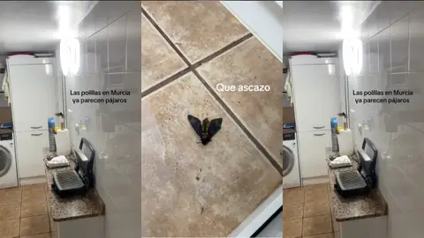 Se cuela una polilla en una casa y los comentarios se salen de control Se cuela una polilla en una casa y los comentarios se salen de control