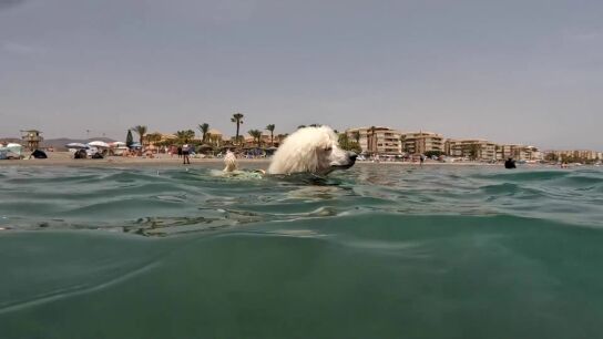 Un perro caniche socorrista se entrena en M&aacute;laga en su primer d&iacute;a de trabajo