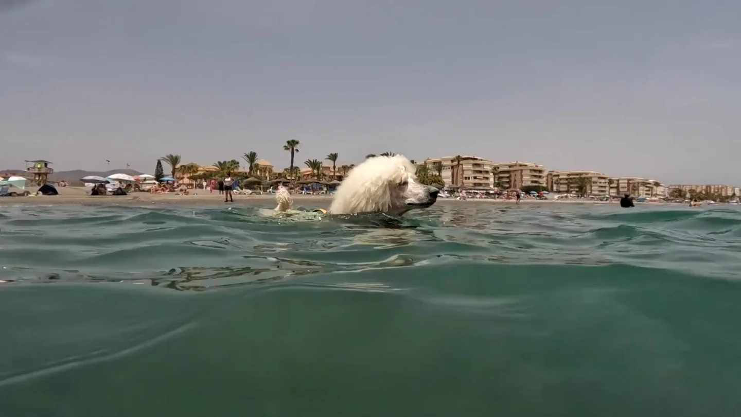 Un perro caniche socorrista se entrena en Málaga en su primer día de trabajo Un perro caniche socorrista se entrena en Málaga en su primer día de trabajo