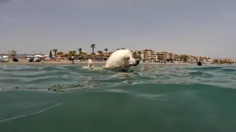 Un perro caniche socorrista se entrena en Málaga en su primer día de trabajo Un perro caniche socorrista se entrena en Málaga en su primer día de trabajo