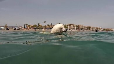 Un perro caniche socorrista se entrena en Málaga en su primer día de trabajo
