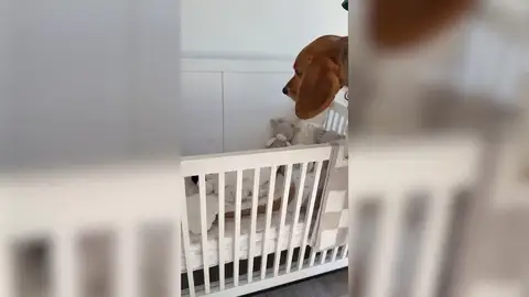 El emocionante momento en que un perro conoce al bebé de sus dueños El emocionante momento en que un perro conoce al bebé de sus dueños