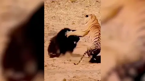 La pelea entre un tigre de Bengala y un oso perezoso La pelea entre un tigre de Bengala y un oso perezoso