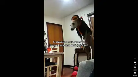 ¿Qué pasa si atas un perro pequeño a un globo de helio? ¿Qué pasa si atas un perro pequeño a un globo de helio?