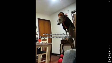 ¿Qué pasa si atas un perro pequeño a un globo de helio? El inesperado vídeo que arrasa en TikTok