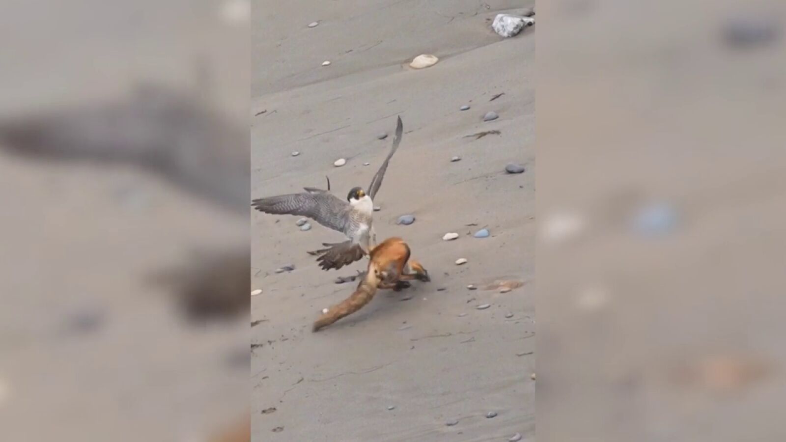 Un zorro rojo escapa por los pelos del brutal ataque de un halcón
